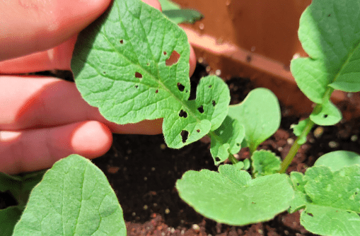 radish leaf holes