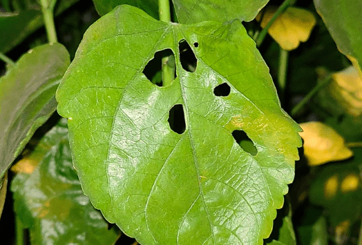 pests eating hibiscus