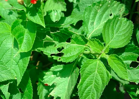 lantana leaf holes