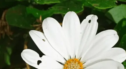 holes in petal leaves