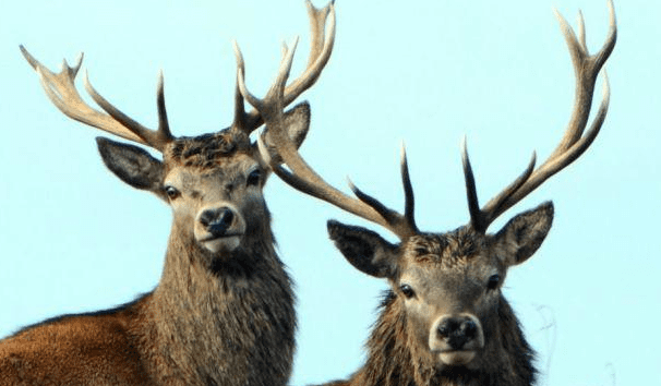 Will Deer Eat Mint PlantCarer