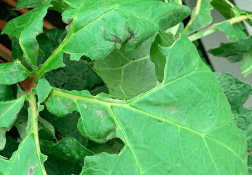 large rhubarb leaf damage 