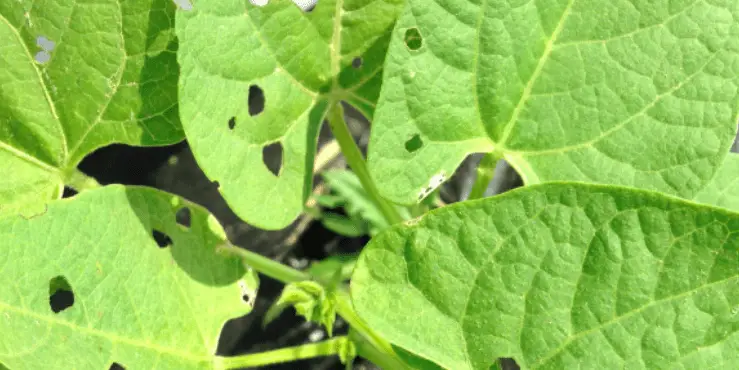 holes in green bean leaves