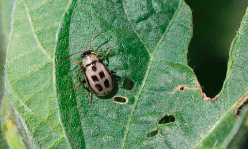 bean leaf beetle