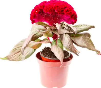 Celosia Turning Brown