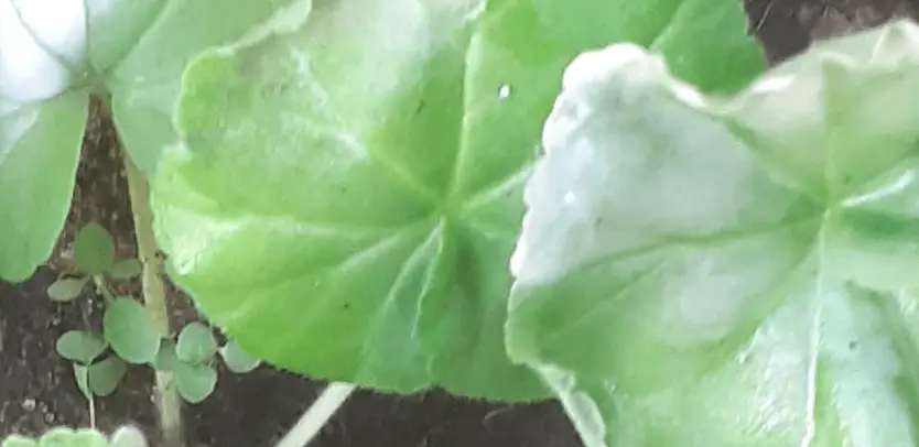 white geranium leaves