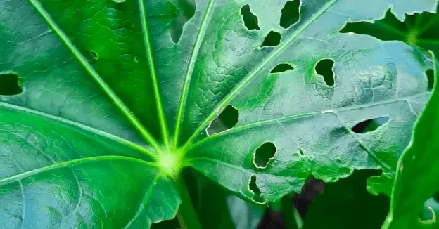 Holes in My Fatsia Leaves