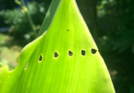 Canna holes in a row