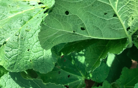 Hollyhock Leaves