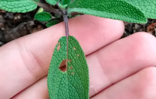 sage plant leaf hole