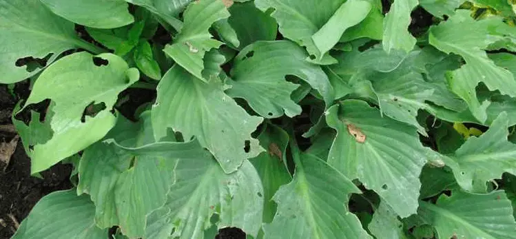 hosta leaf holes