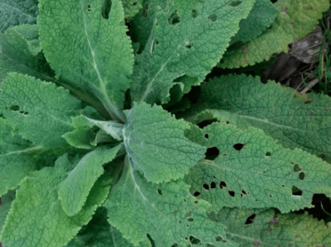 foxglove with many holes