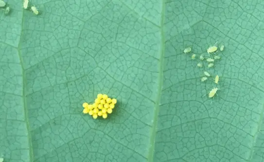 Aphid eggs