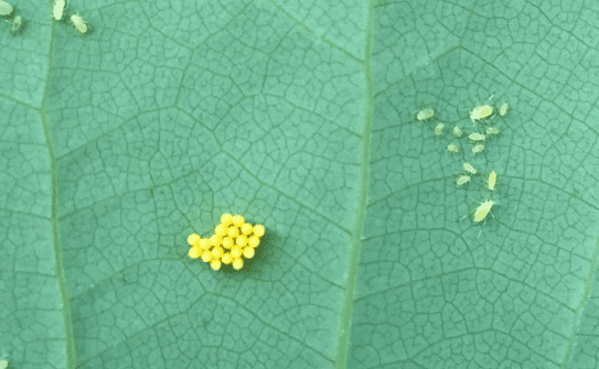 Aphid eggs