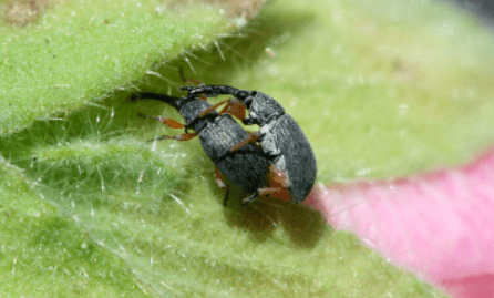 hollyhock weevil