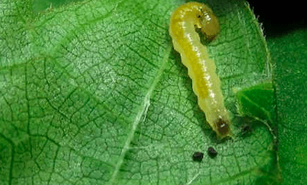 Leaf roller