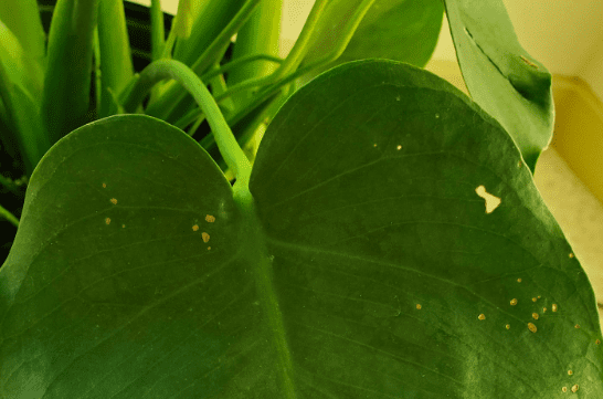 Monstera Tiny Holes