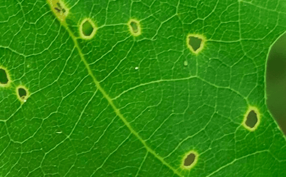 The work of a oak shot leafminer