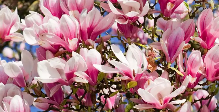 magnolia blooming in september