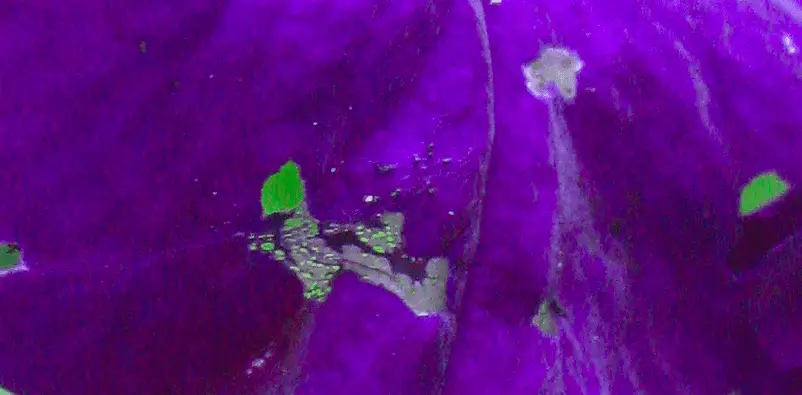 holes in petunia