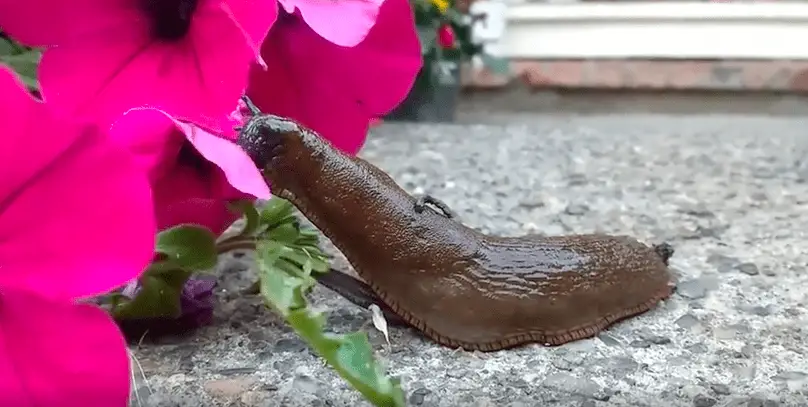petunia slug