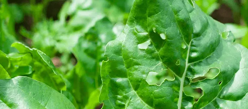 Holes in Swiss Chard Leaves