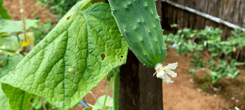 cucumber leaf holes