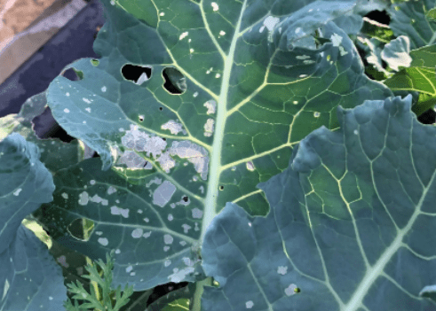 holes in broccoli