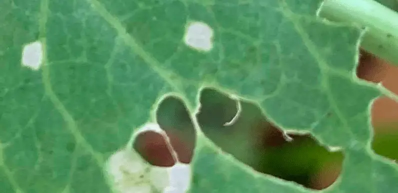 holes in pea leaves