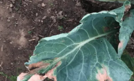 black rot on broccoli leaf