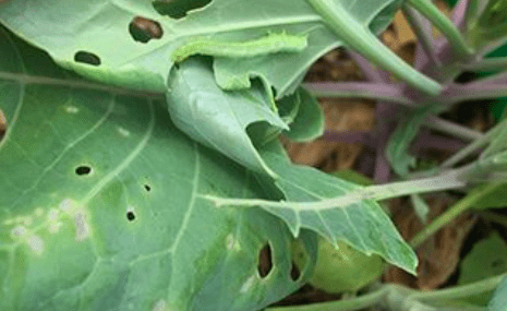 hole in cabbage