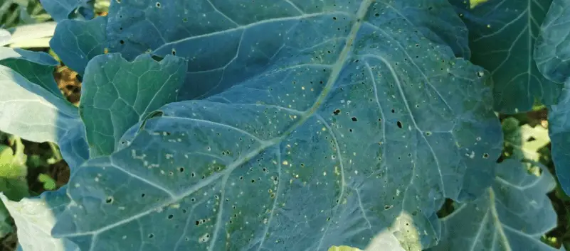 cabbage leaves holes