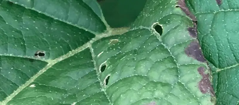 holes in hydrangea