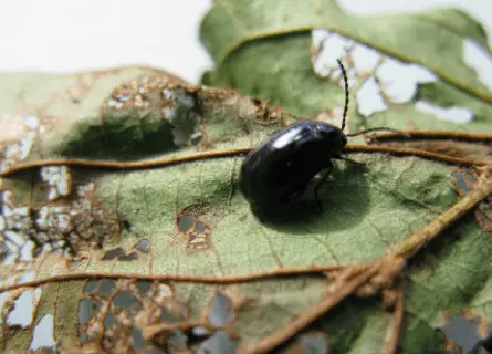 black alder beetle