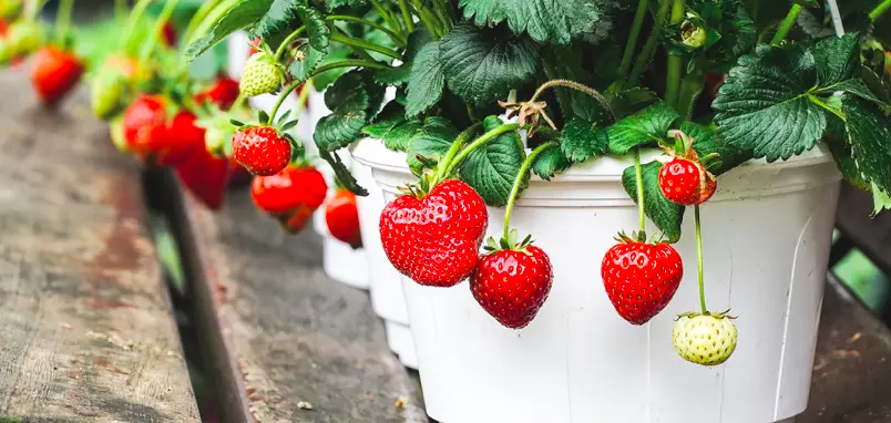 fertilize strawberry plant in container
