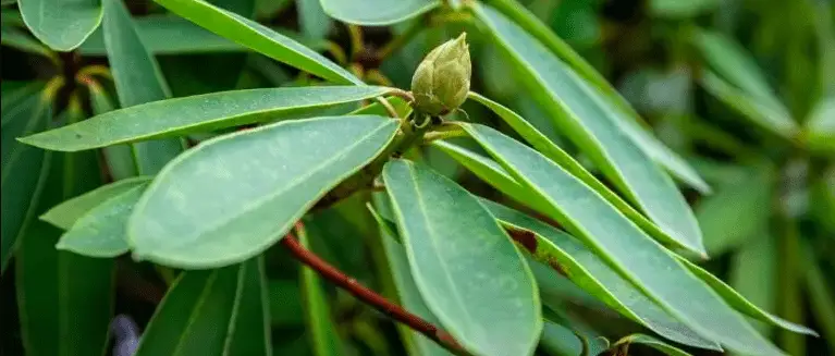 Rhododendron Leaves Curling