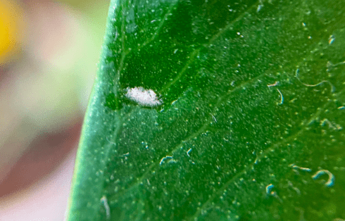 monstera mealybugs