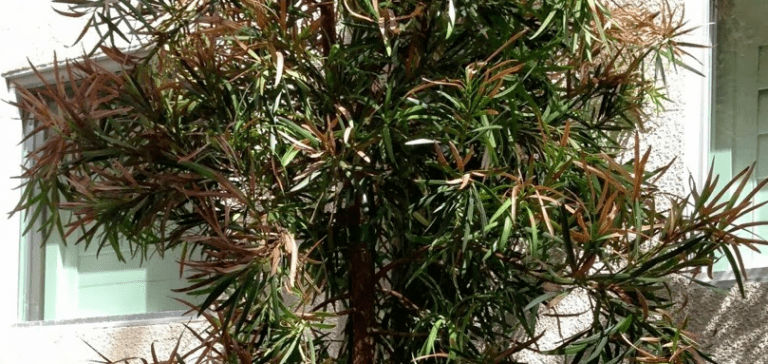 Podocarpus Leaves Turning Brown: Reasons and Solutions