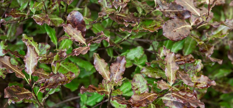 Pittosporum Leaves Turning Brown
