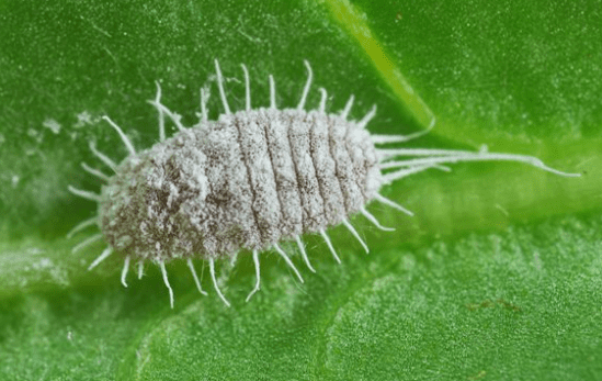 Mealybugs