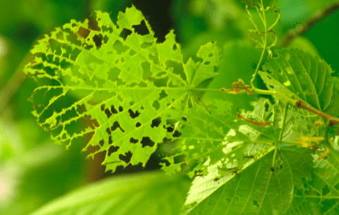 holes linden leaves