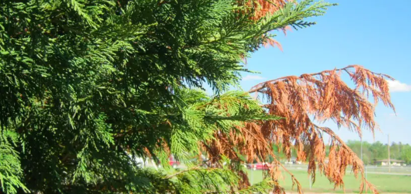 Cypress Tree Turning Brown