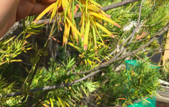 Yellow leaves on podocarpus