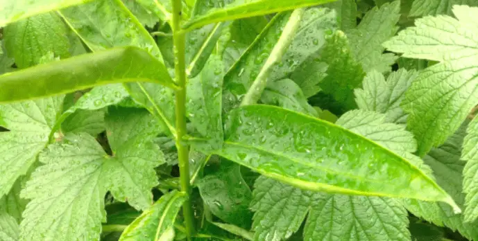 What to Do If Your Phlox Leaves Are Curling