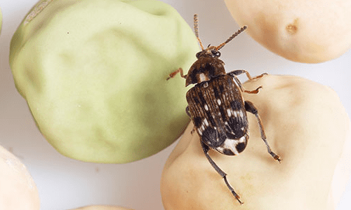 Pea Weevil