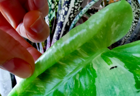 Unfurling a Monstera