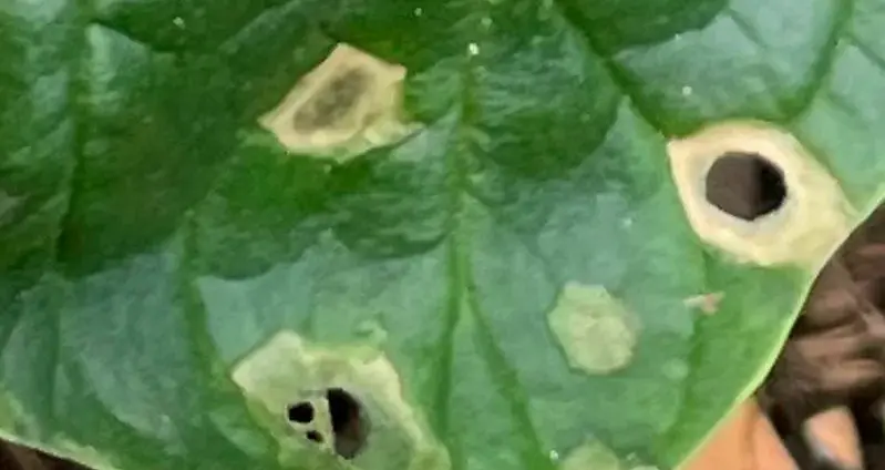 holes in spinach leaves