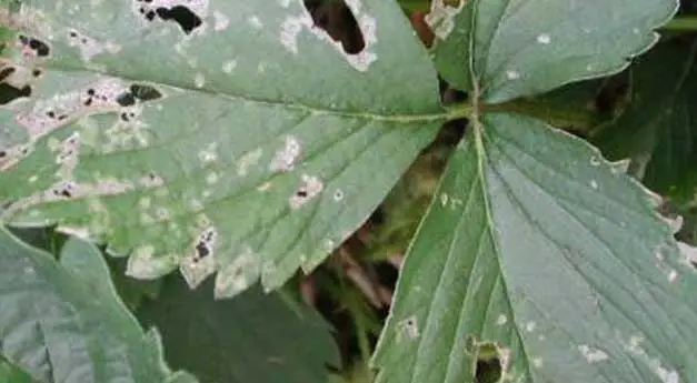 holes in strawberry leaves