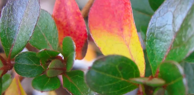 red azalea leaves
