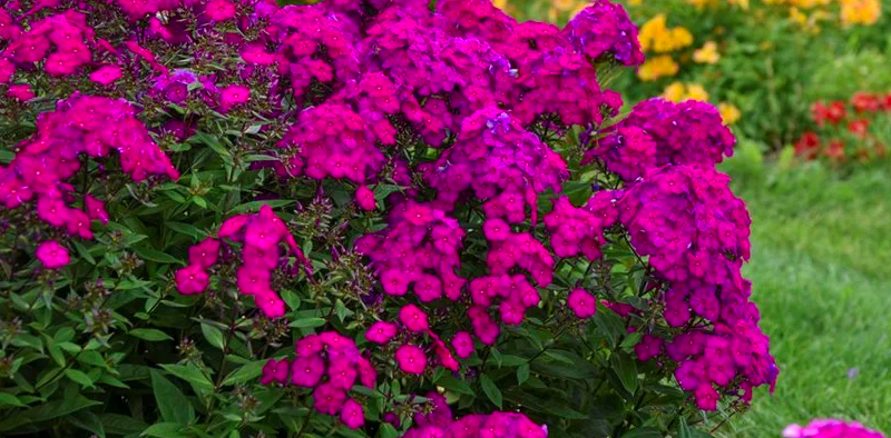 Are Phlox Deer Resistant PlantCarer